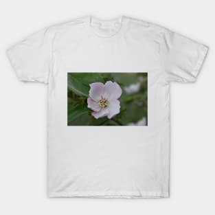 Quince flower T-Shirt